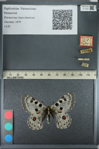 Media type: image;   Entomology 174851